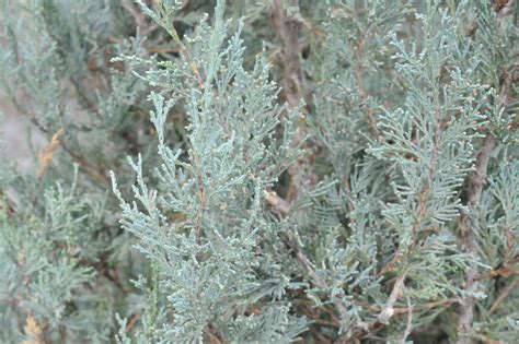 Juniper Pathfinder For Sale In Boulder Colorado