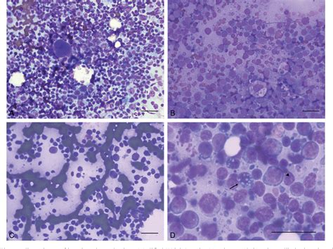 Figure 3 From Canine Multicentric Large B Cell Lymphoma With Increased