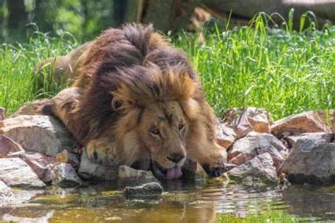 12 Curiosidades Sobre Os Leões Fatos Que Você Não Sabia