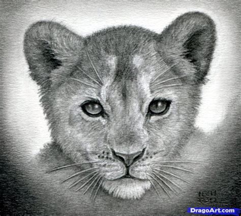 How To Draw A Realistic Lion Cub Cute Easy Drawings Images And Photos