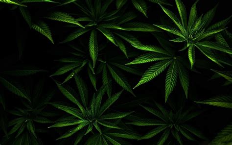 Dope Weed Wallpapers Top Free Dope Weed Backgrounds