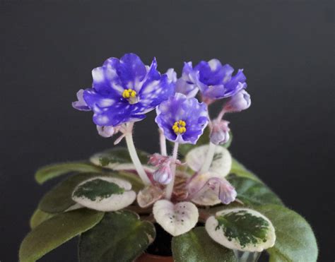 Hunter S Andromeda K Muzalewski Violetviol Plants Collection