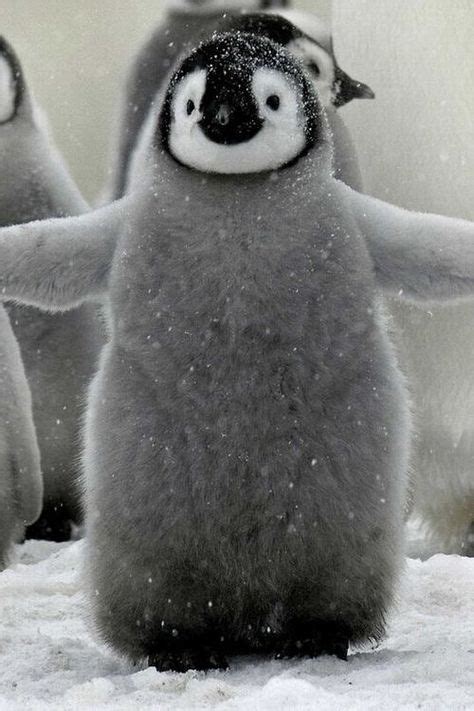 59 Penguins Ideas Penguins Cute Animals Animals Wild