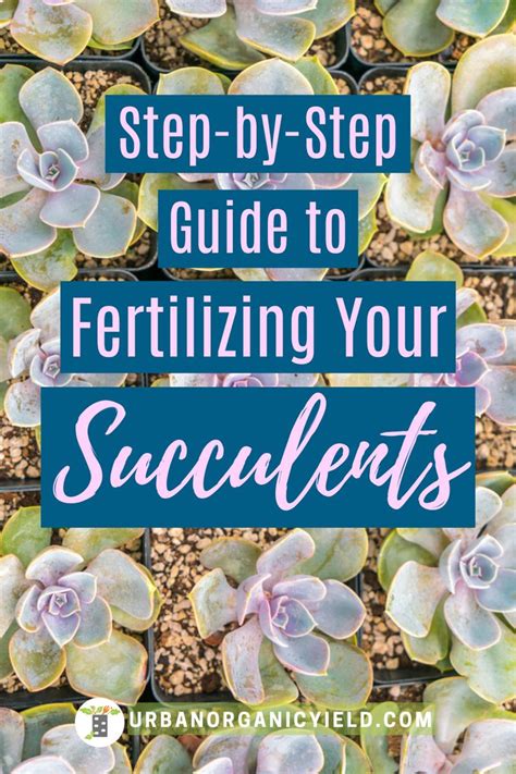 Fertilizing Your Succulents A Basic Guide Succulent Fertilizer