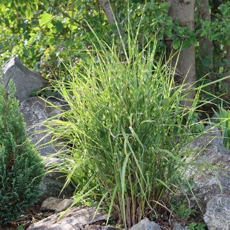 buy chinese silver grass miscanthus sinensis strictus £49 99 delivery by crocus