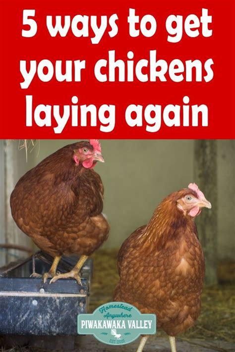 If you weren't raised on a farm, chances are that you have no idea how to tell a rooster and a hen apart. How to tell if your Chicken Stopped Laying Eggs and what ...