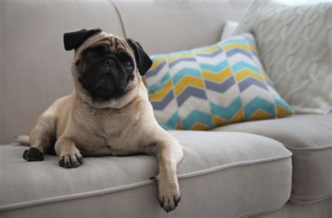 6 Surprising Things Your Dog Does When Hes Home Alone Bechewy