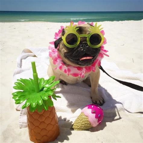 Do Dogs Need Vacations Too Cute Pugs Black Pug Puppies Dog Beach