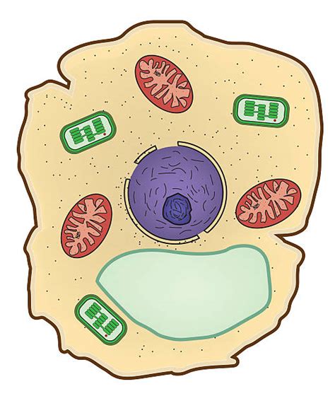 Eukaryotic Cell Clip Art Illustrations Royalty Free Vector Graphics