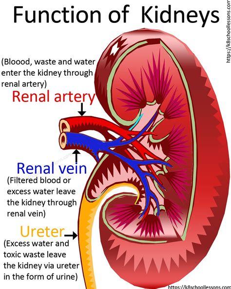 Urinary System For Kids Human Anatomy Physiology Kidney Anatomy