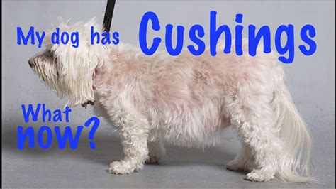 Cushings Disease In Dogs Youtube