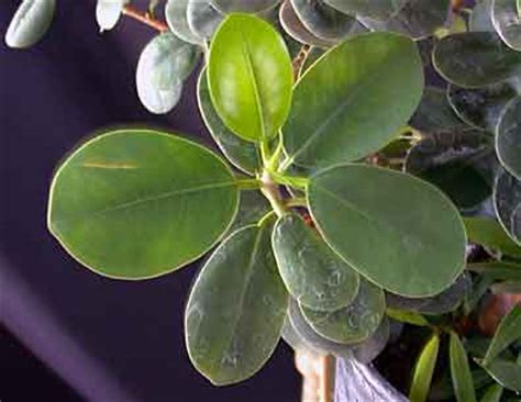 How can i induce the tree to make. The Chinese Banyan - Ficus Microcarpa