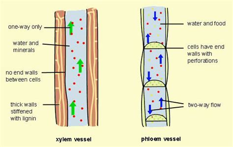 List Any 6 Differences Between Xylem And Phloem Science