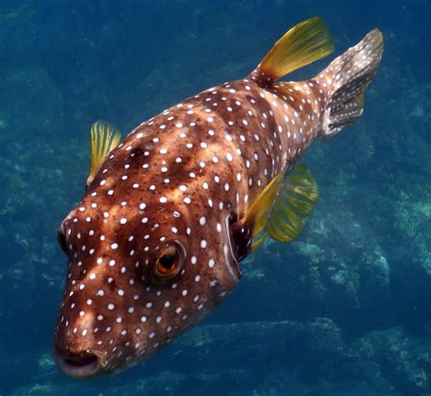 Arothron Hispidus White Spotted Puffer Snorkeling Report