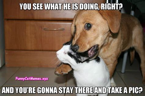 Funny Cat And Dog Memes Clean 10 Funny Dog And Cat Memes Youll Want To