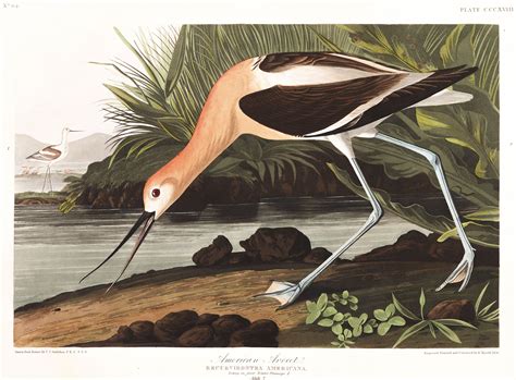 435 High Resolution Images from John Audubon's The Birds of America for Free Download | портал о ...