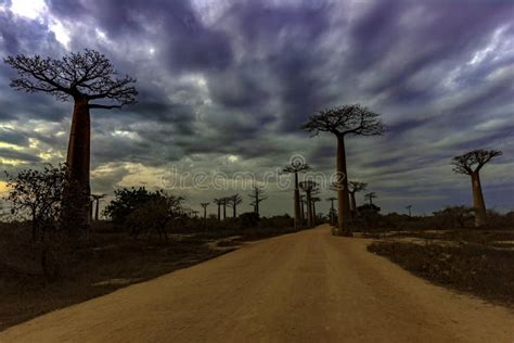 Sunset Baobab Trees Baobabs Forest Baobab Alley Morondava