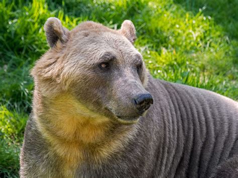 Polar Bear And Grizzly Bear Hybrids Known As Pizzly Bears Could