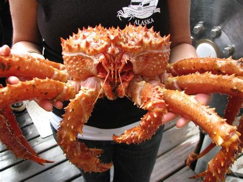 Alaskan King Crab Picture Of Bering Sea Crab Fishermens Tour