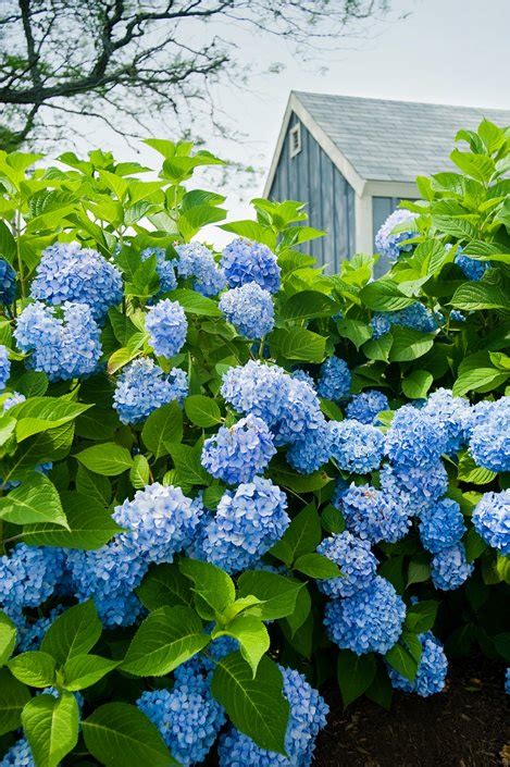 But there's more to the power of blue. How to Grow & Care for Hydrangeas | Garden Design