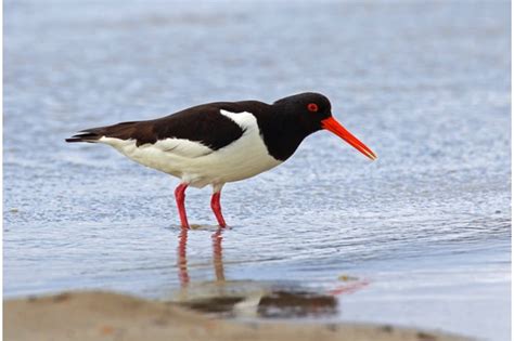 How To Identify Uk Waders Discover Wildlife