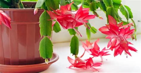 Types Of Christmas Cactus And All The Christmas Cactus Colors