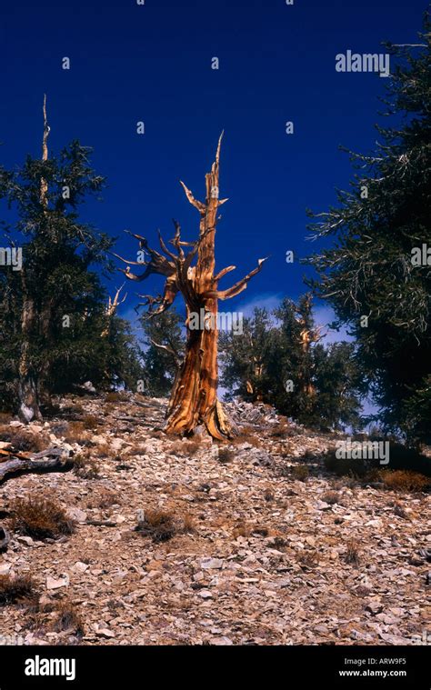 Ancient Bristlecone Pine Inyo National Forest Bishop California Usa