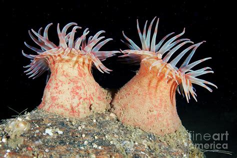 Stomphia Sea Anemones Photograph By Alexander Semenovscience Photo