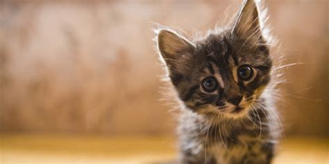 11 reasons your crazy cat obsession makes you happier and healthier huffpost