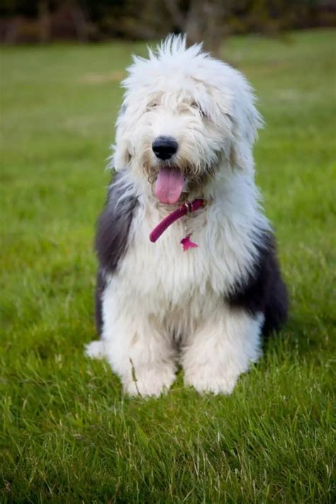 Where To Find Old English Sheepdog Puppies For Sale Dogable