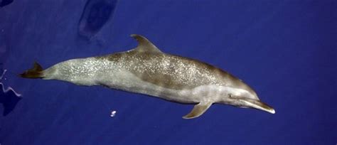 Dolphin Wikipedia