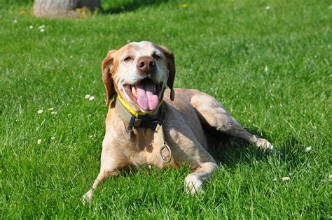 Dog Pet Animals Domestic · Free Photo On Pixabay