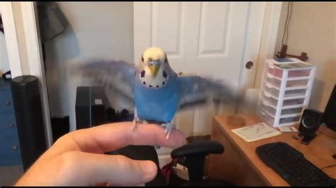 Pixel The Flappy Bird Kiwi And Pixel Playing Youtube