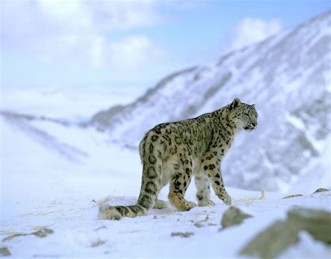 Reasons Why Snow Leopards Are Endangered