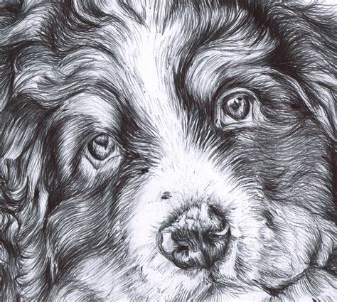 How To Draw A Bernese Mountain Dog Step By Step At Drawing Tutorials