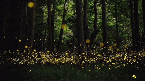 The Beautiful Flight Paths Of Fireflies Long Exposure Photos