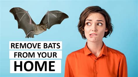 How To Remove Bats From Your Home How To Get Rid Of Bats Youtube