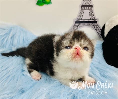 Black Exotic Shorthair Kitten And Longhair Kitten Gallery