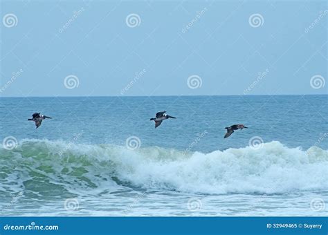 Pelicans Flying Over The Ocean Waves Royalty Free Stock Photo Image