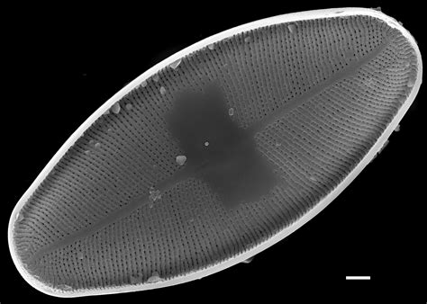 Image Nls0026812 Species Diatoms Of North America