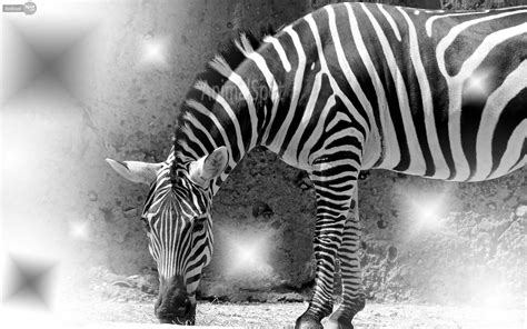 Zebra Wallpapers Animal Spot