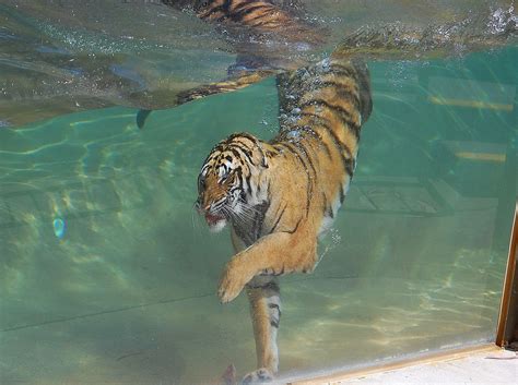 Akasha Swimming Underwater Female Bengal Tiger Born Augu Flickr
