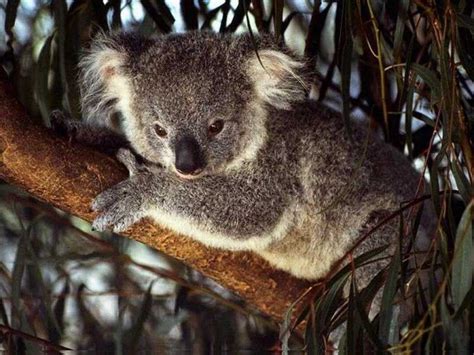 Koala Australia Wallpaper 32220205 Fanpop