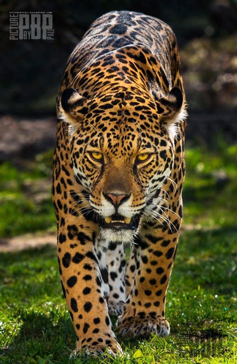 The Jaguar Panthera Onca This Picture Was Taken At Parken Zoo