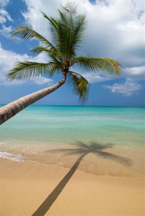 Palm Tree Leaning Over Beach On The Samana Peninsula Aigo