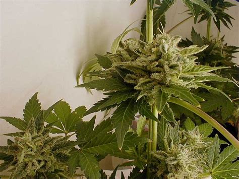 We did not find results for: Growing Marijuana With Fluorescent Light Bulbs, Growing ...