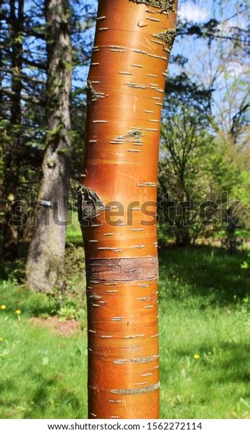 Chinese Red Birch Tree Betula Albosinensis Stock Photo Edit Now