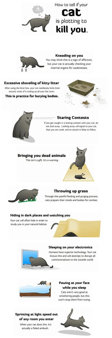 How To Tell If Your Cat Is Plotting To Kill You Picture Ebaums World