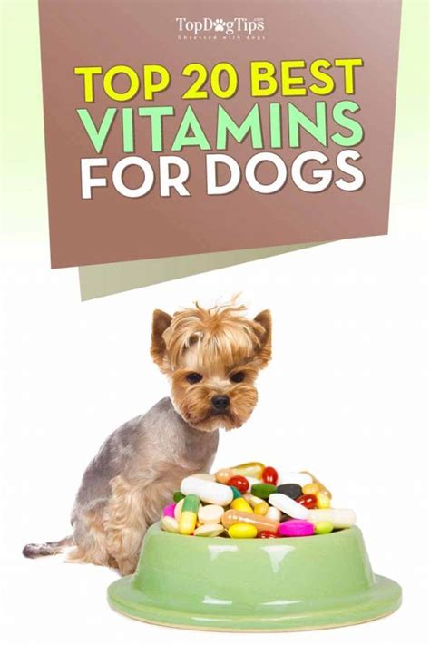 If your pooch suffers from the sensitive stomach, then allow him to have not more than 100mg per day. The Best Vitamins for Dogs | Dog vitamin, Dog vitamins ...