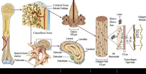 Hierarchical Structures Of Human Cortical And Cancellous Bone 76 77